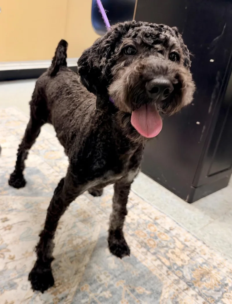An adult medium-sized female Labradoodle dog named Chloe for adoption in Egg Harbor City, NJ