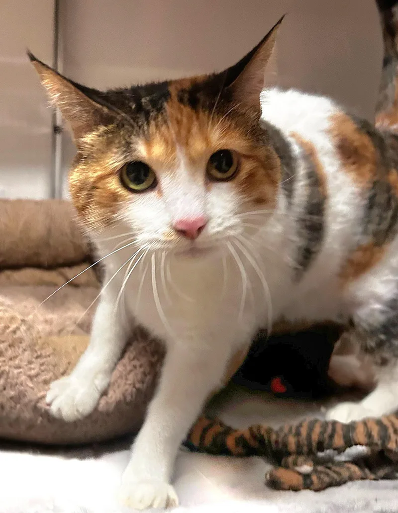 An adult small-sized female Domestic Short Hair cat named Trixie for adoption in Phoenix, AZ