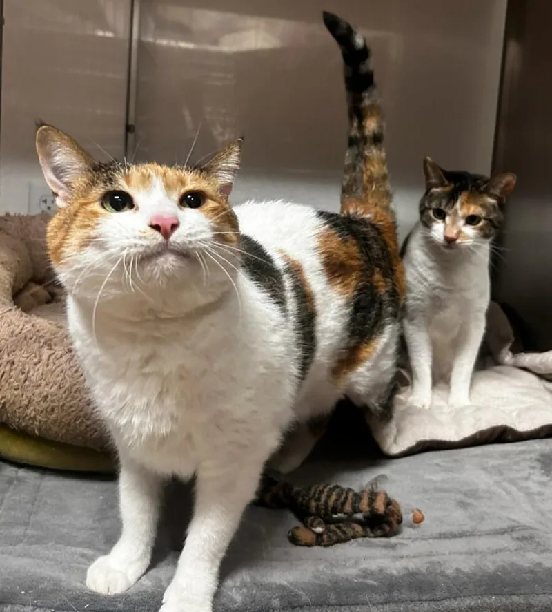 Trixie thumbnail 2
