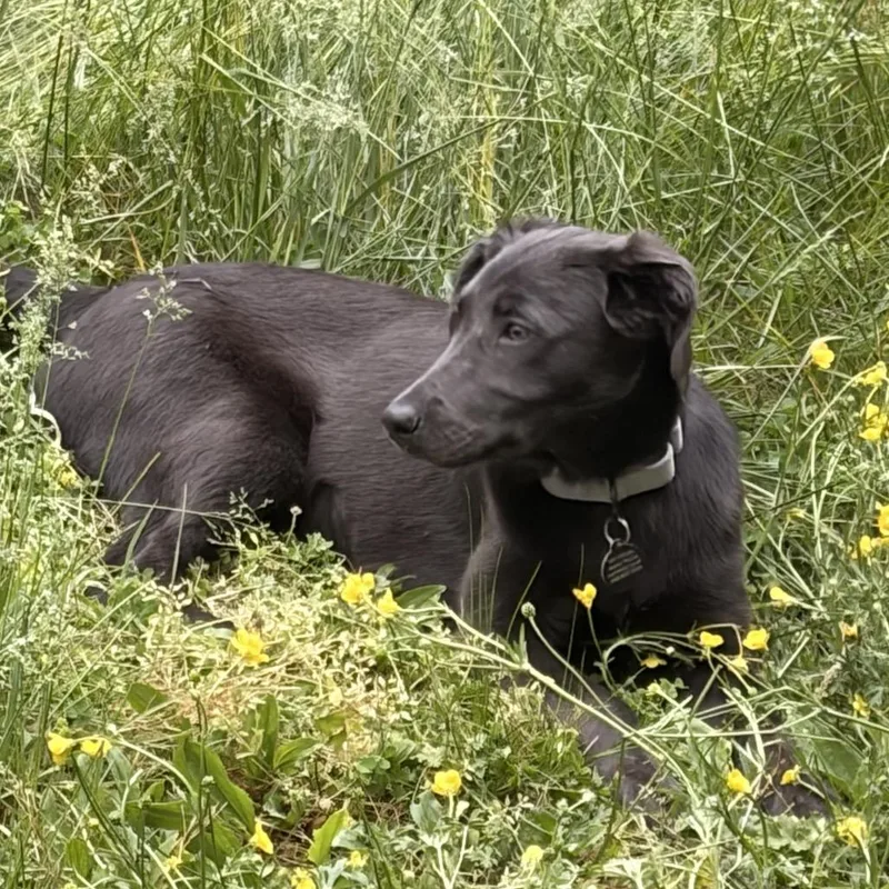 A young small-sized female Gray / Blue / Silver Mixed Breed dog named Niniam for adoption in Fredericksburg, VA