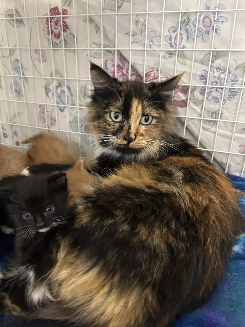 An adult medium-sized female Domestic Long Hair cat named Yuna for adoption in Diamond Springs, CA