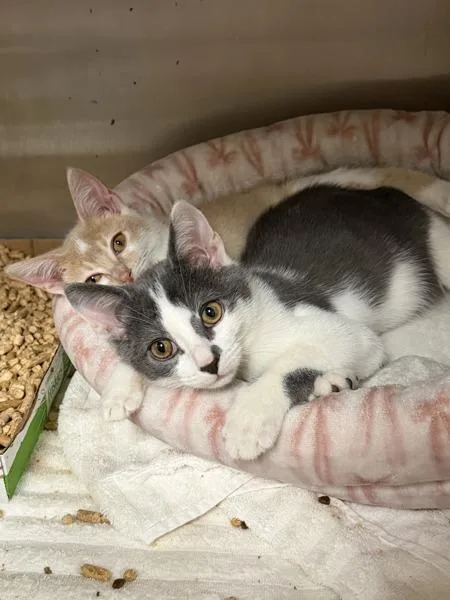 A baby small-sized male Domestic Short Hair cat named Stormy for adoption in Virginia Beach, VA