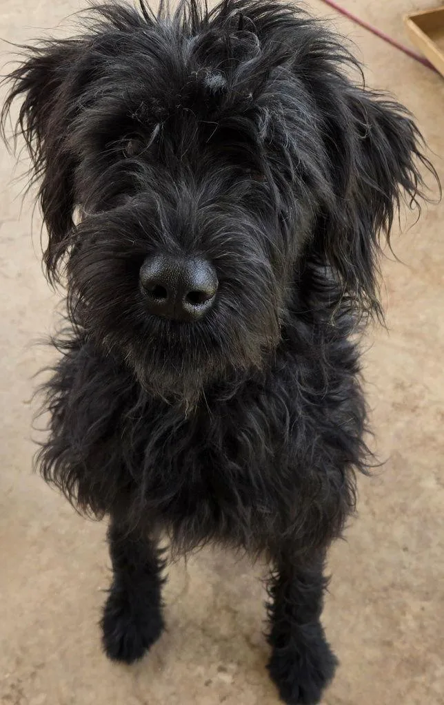 An adult medium-sized female Standard Poodle dog named Gracie for adoption in San Antonio, TX