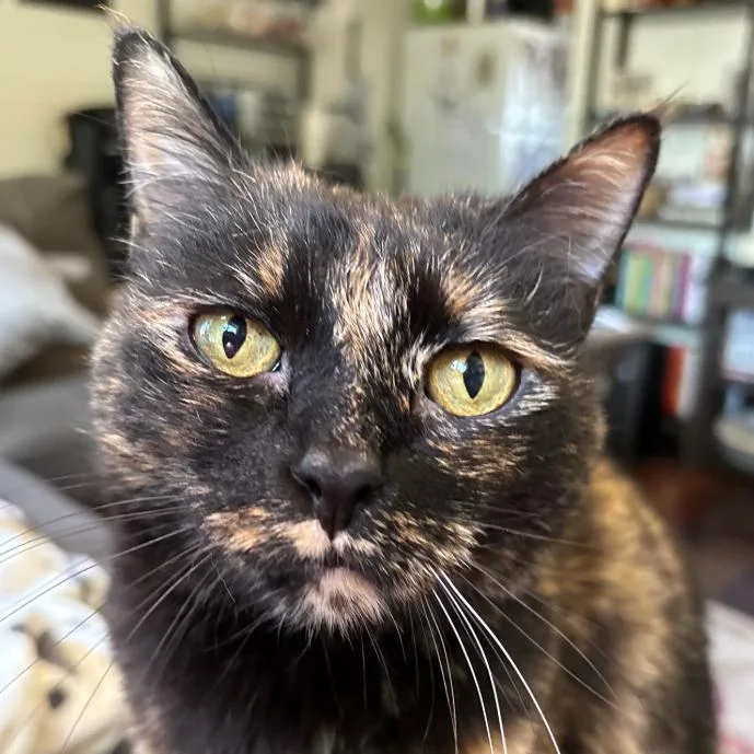 A senior small-sized female Tortoiseshell Domestic Short Hair cat named Galaxy for adoption in Hemet, CA