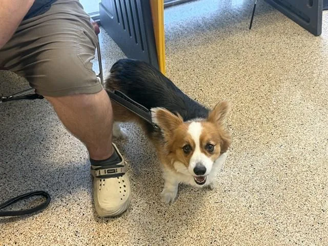 An adult small-sized female Cardigan Welsh Corgi dog named Midna for adoption in Miami, FL