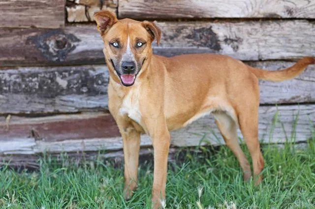 An adult large-sized female Australian Cattle Dog / Blue Heeler dog named Bailey for adoption in Albuquerque, NM