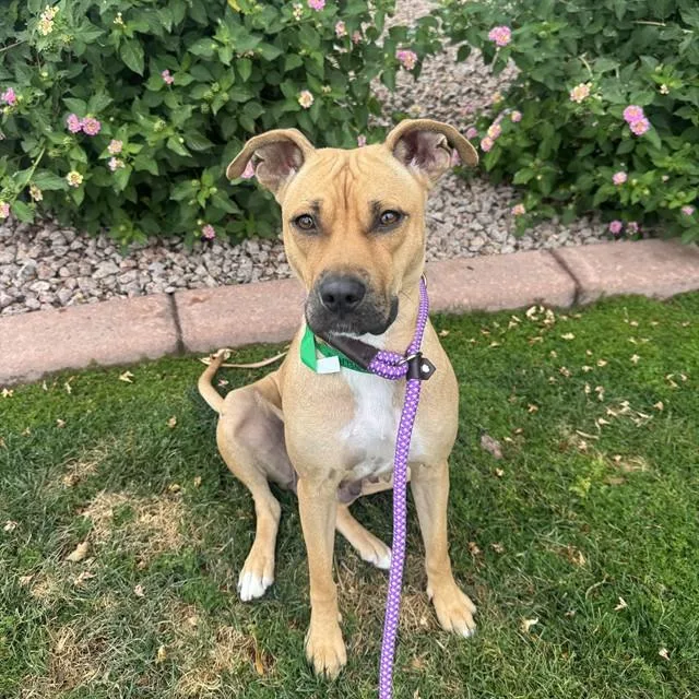 A young large-sized female Pit Bull Terrier dog named Ummara for adoption in Mesa, AZ