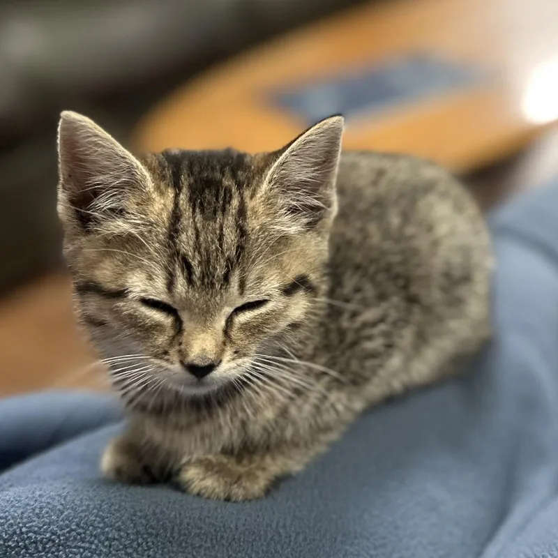 A baby small-sized male Brown / Chocolate Domestic Short Hair cat named Bogey for adoption in Binghamton, NY
