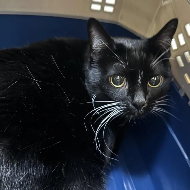 A senior extra large-sized male Domestic Short Hair cat named Binx for adoption in Murray, UT