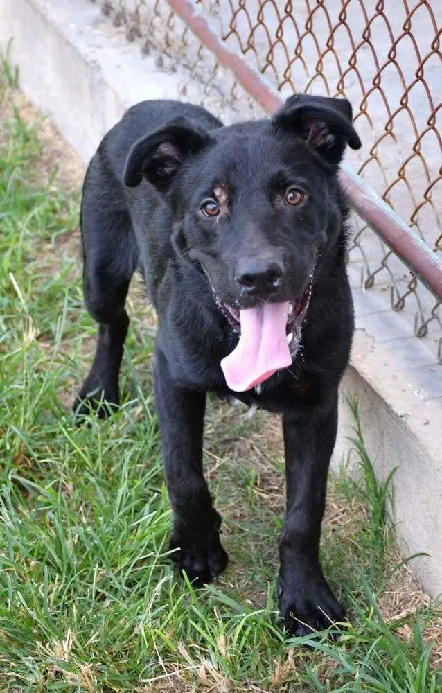 An adult large-sized male Labrador Retriever dog named Gregor A 🇨🇦 for adoption in Silsbee, TX