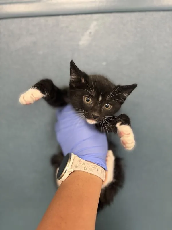 A baby medium-sized male Domestic Short Hair cat named Boots for adoption in Victorville, CA