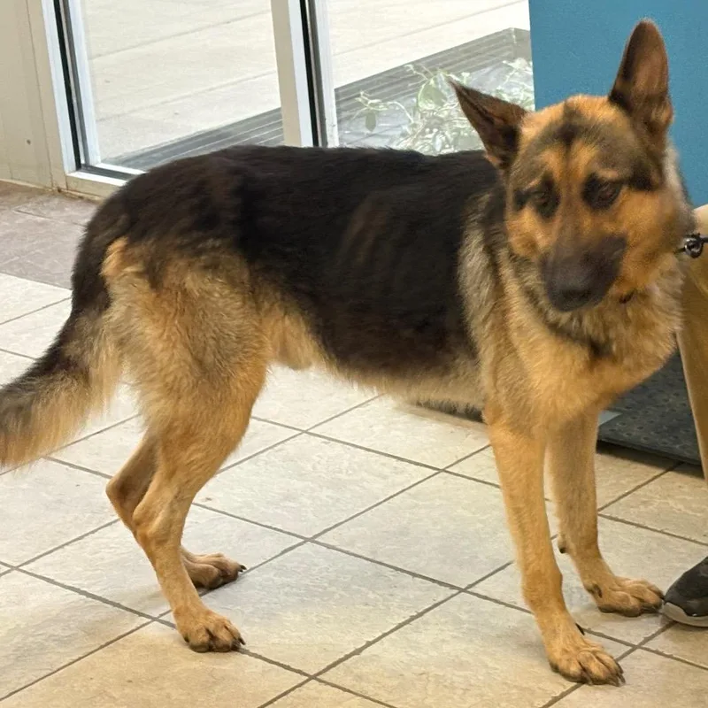 An adult large-sized male Sable Mixed Breed dog named StrayHeiferhornDrive for adoption in Columbus, GA