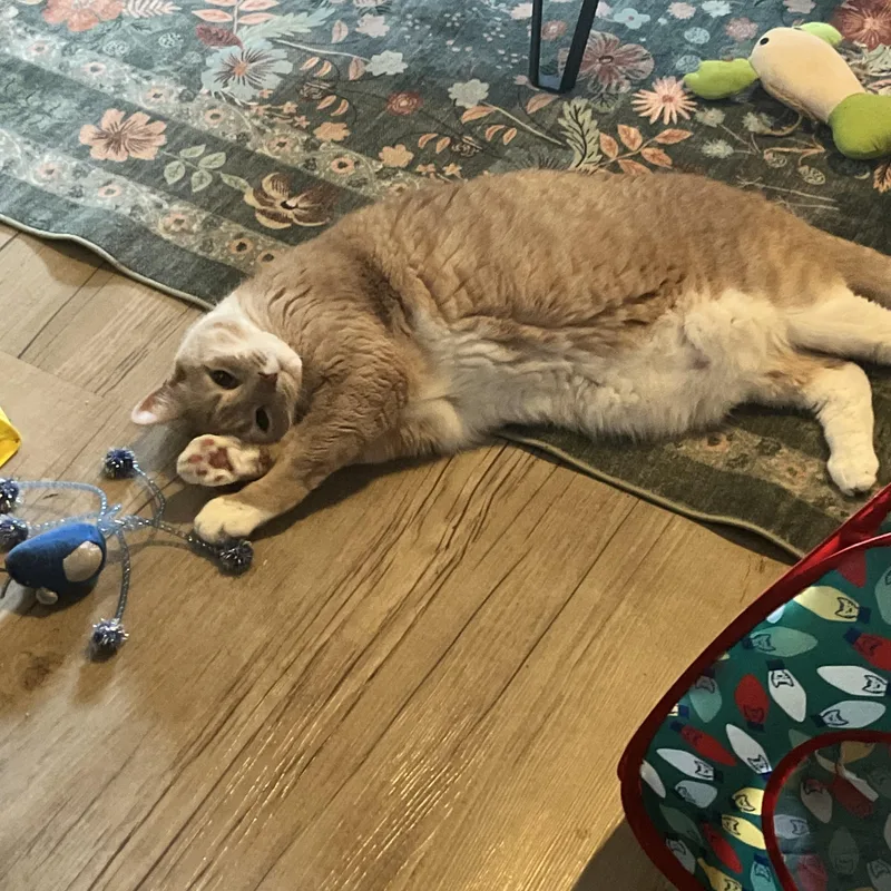 An adult large-sized male Buff / Tan / Fawn Domestic Short Hair cat named Gatsby for adoption in Worcester, MA