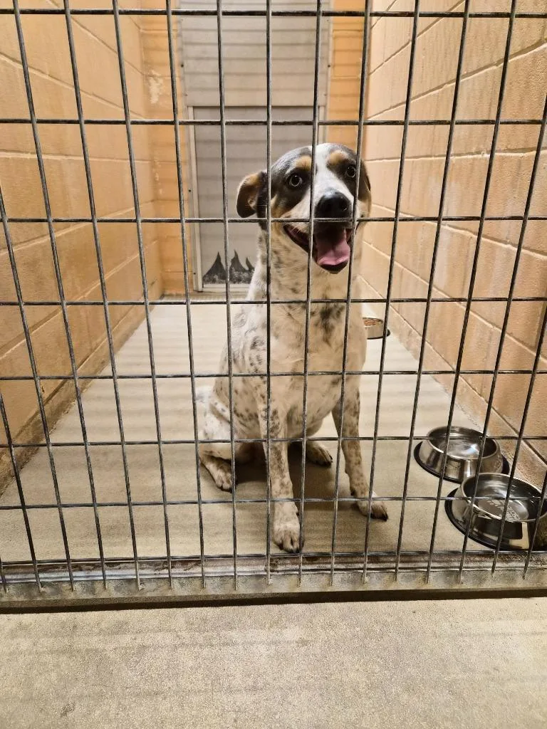 A young medium-sized male Australian Cattle Dog / Blue Heeler dog named Phobos for adoption in New Braunfels, TX