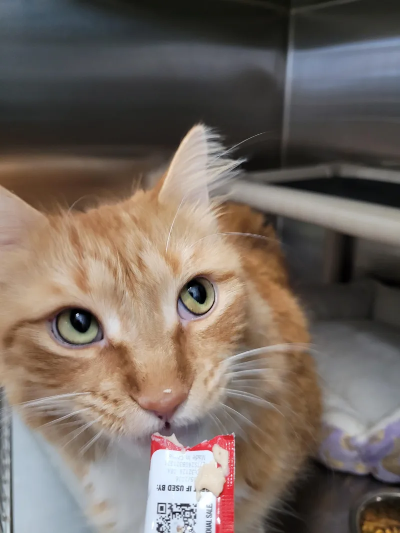 An adult extra large-sized male Domestic Medium Hair cat named Stewie for adoption in North Attleboro, MA