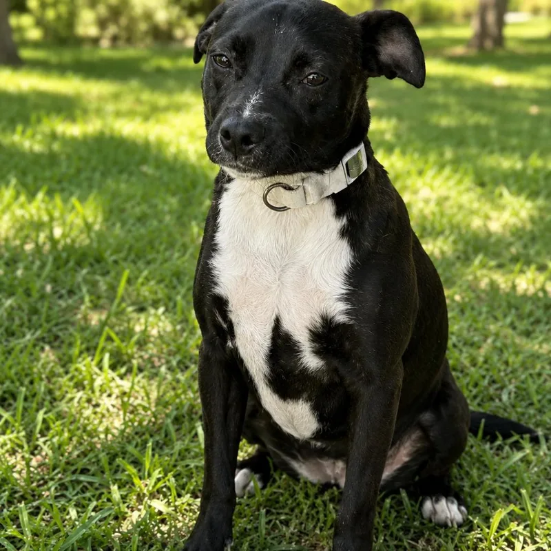 An adult small-sized female Black Mixed Breed dog named Ester for adoption in Smithfield, NC