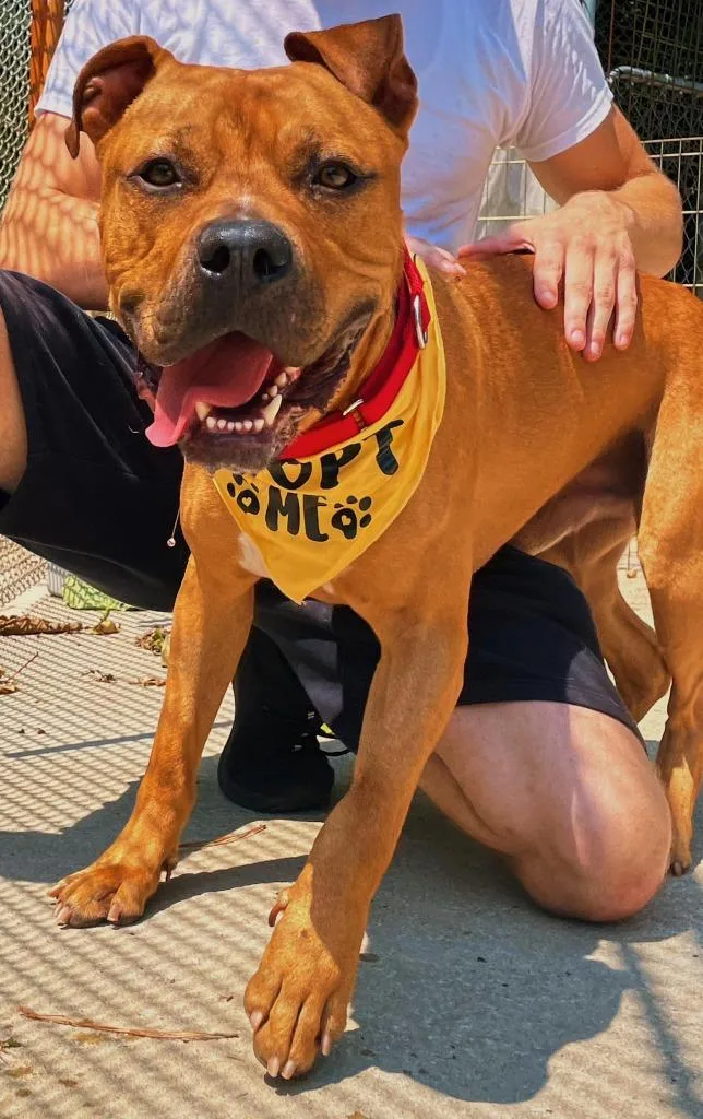 An adult large-sized male American Bulldog dog named Big Mac for adoption in Berlin, MD