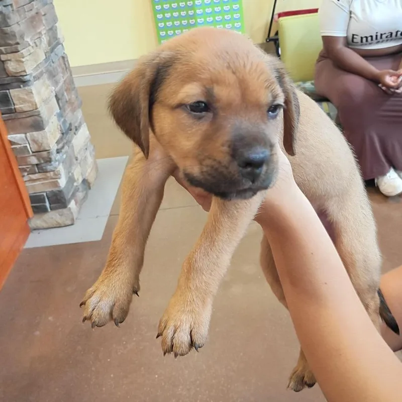 A baby small-sized male Yellow / Tan / Blond / Fawn Mixed Breed dog named Robby for adoption in Lynchburg, VA