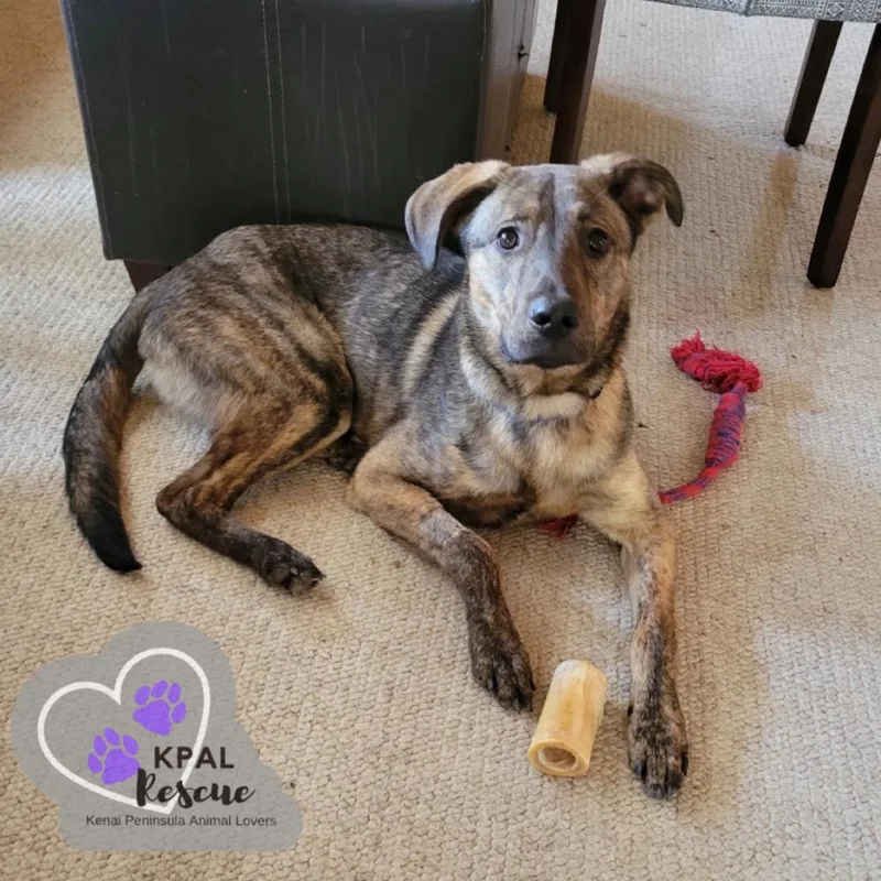 A young medium-sized male Brindle Mixed Breed dog named Bourbon for adoption in Kenai, AK