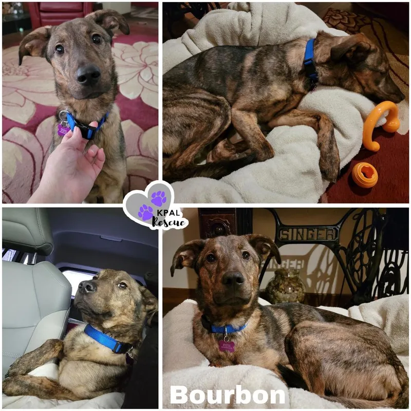 Bourbon thumbnail 3