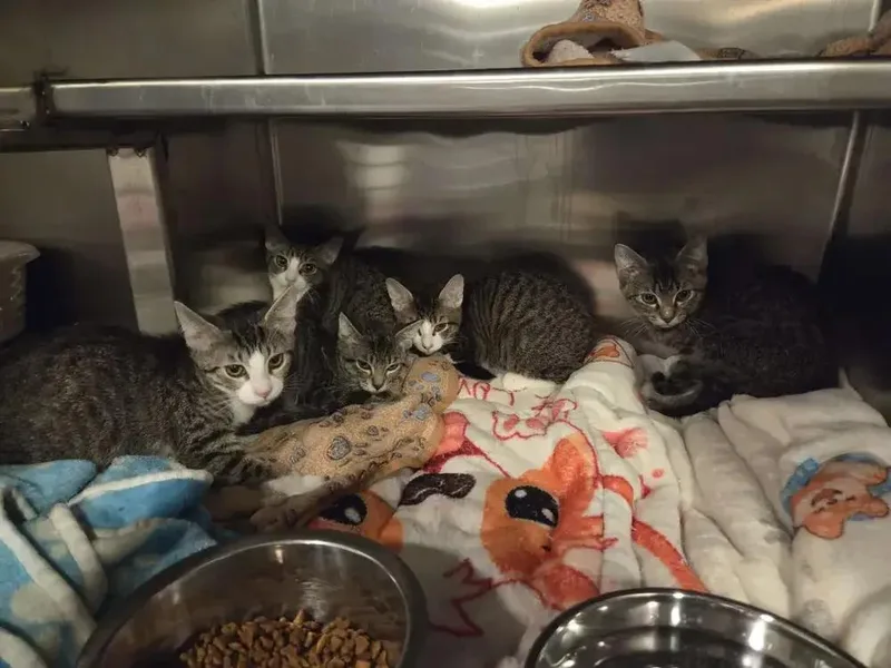 A baby small-sized male Domestic Short Hair cat named Budnick for adoption in Grand Rapids, MI