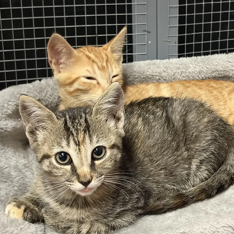 A baby medium-sized female Tabby cat named Alex for adoption in Columbia, SC