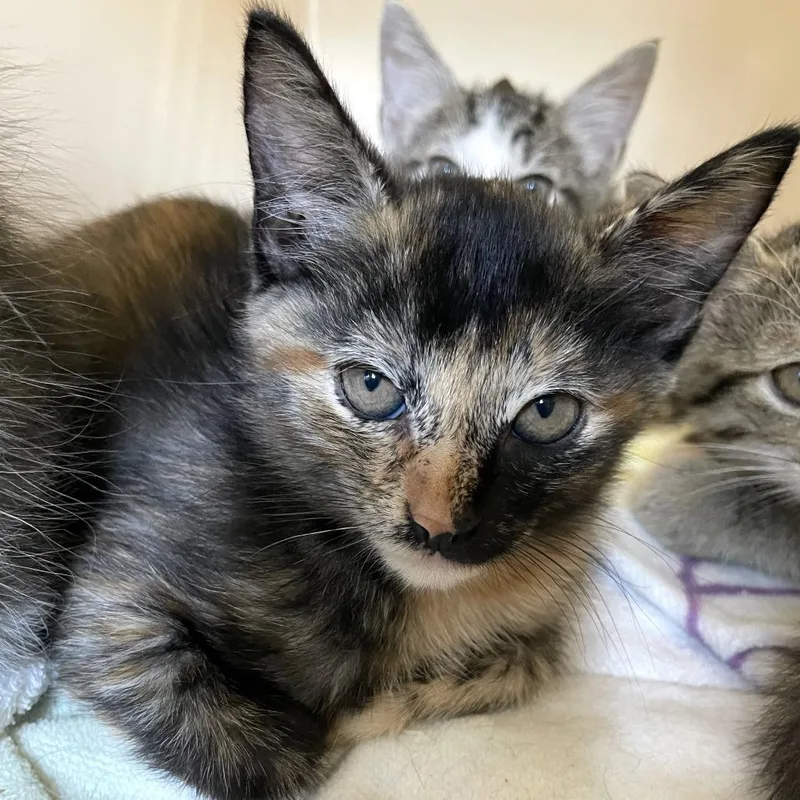 A baby small-sized female Black Domestic Short Hair cat named Coke Float for adoption in Carencro, LA