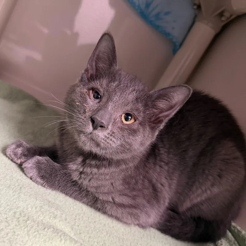 A baby small-sized female Gray / Blue / Silver Domestic Short Hair cat named Marley for adoption in Watertown, NY