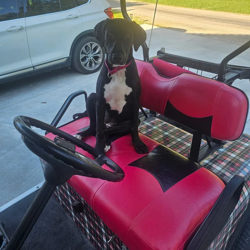 Blueberry thumbnail 2