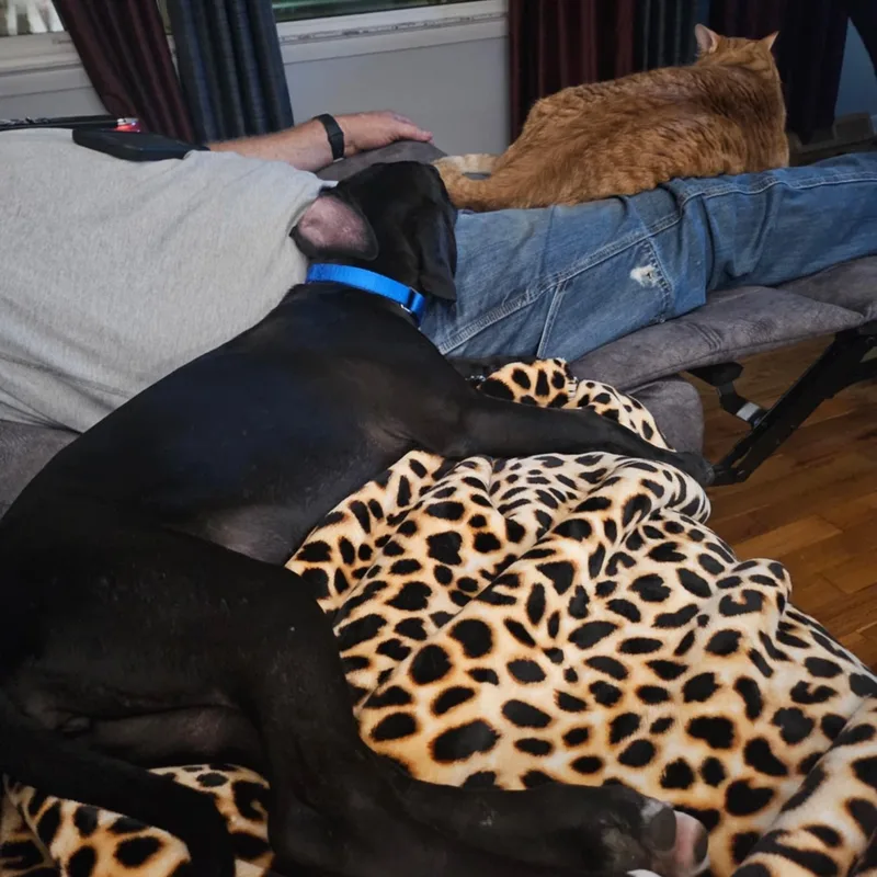 Blueberry thumbnail 3