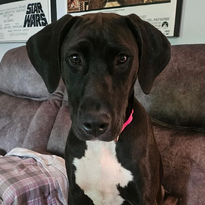 Blueberry thumbnail 4