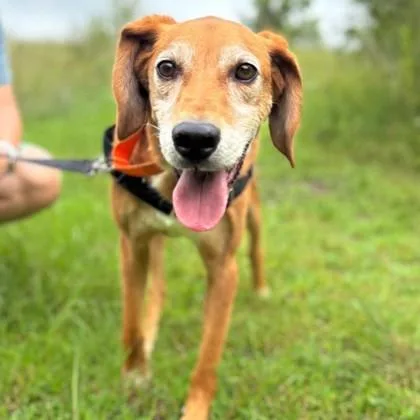 A senior large-sized male Mixed Breed dog named Marty for adoption in Janesville, WI