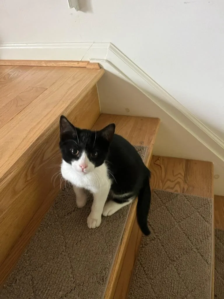 Oreo