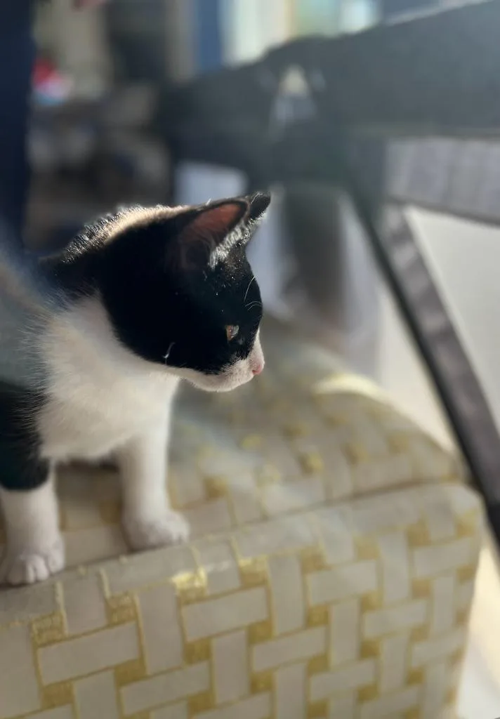 Oreo thumbnail 3