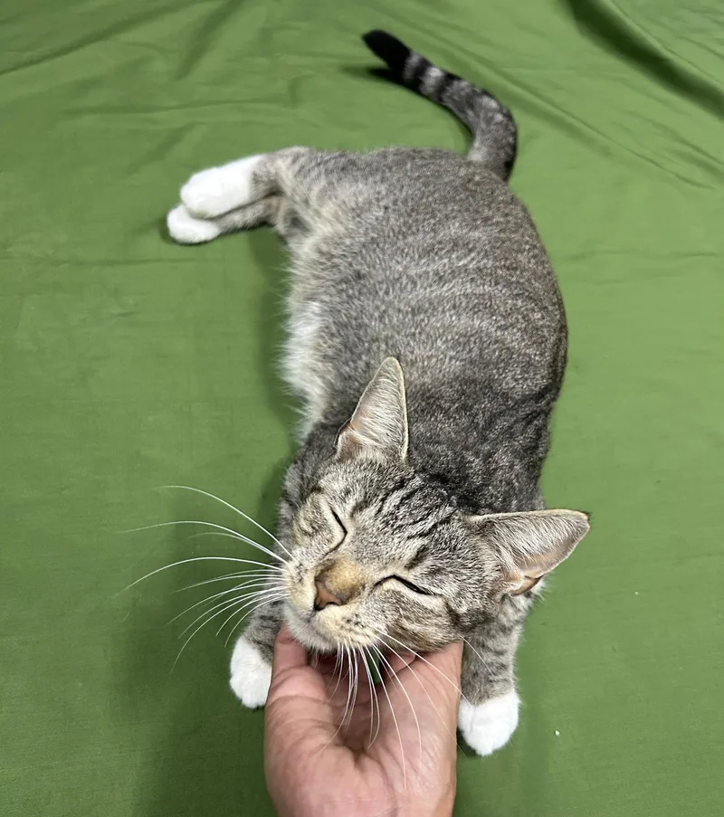 An adult medium-sized female American Shorthair cat named Stella for adoption in Elkins, WV