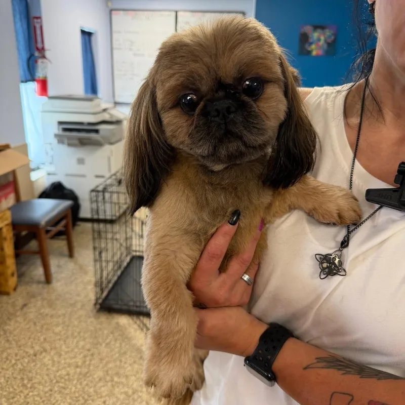 An adult small-sized male Brown / Chocolate Shih Tzu dog named Rusty for adoption in Uniontown, PA