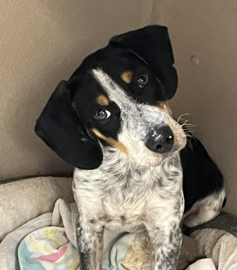 A young medium-sized male Black Bluetick Coonhound dog named Blue for adoption in Farmington, MO