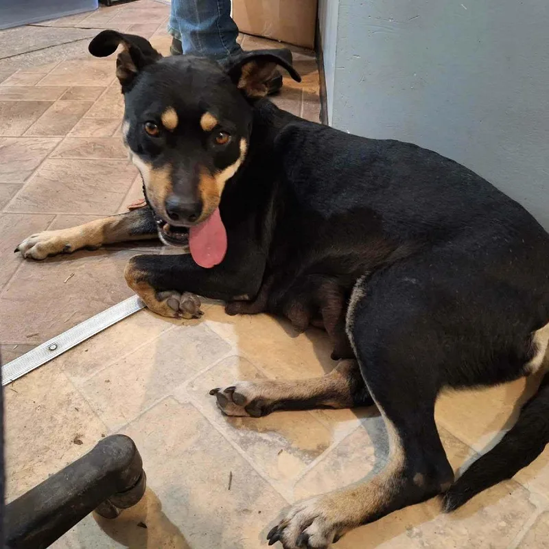 An adult medium-sized female Black Mixed Breed dog named Iris for adoption in Boaz, AL