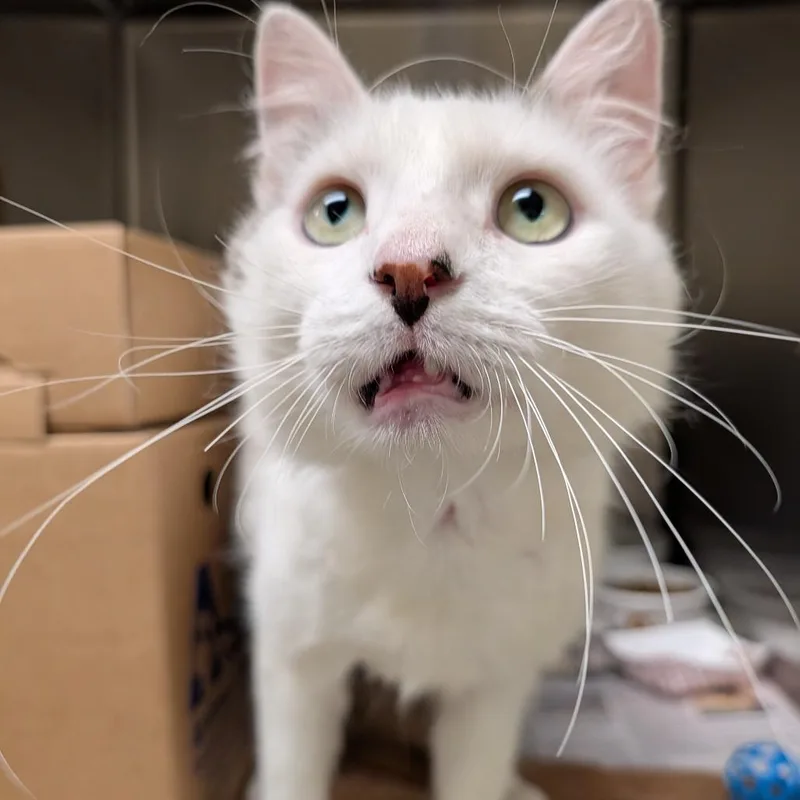 An adult large-sized male White Domestic Medium Hair cat named Ralph for adoption in Novelty, OH