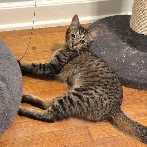 A young medium-sized female Brown / Chocolate Domestic Short Hair cat named Pixie for adoption in Gibsonia, PA