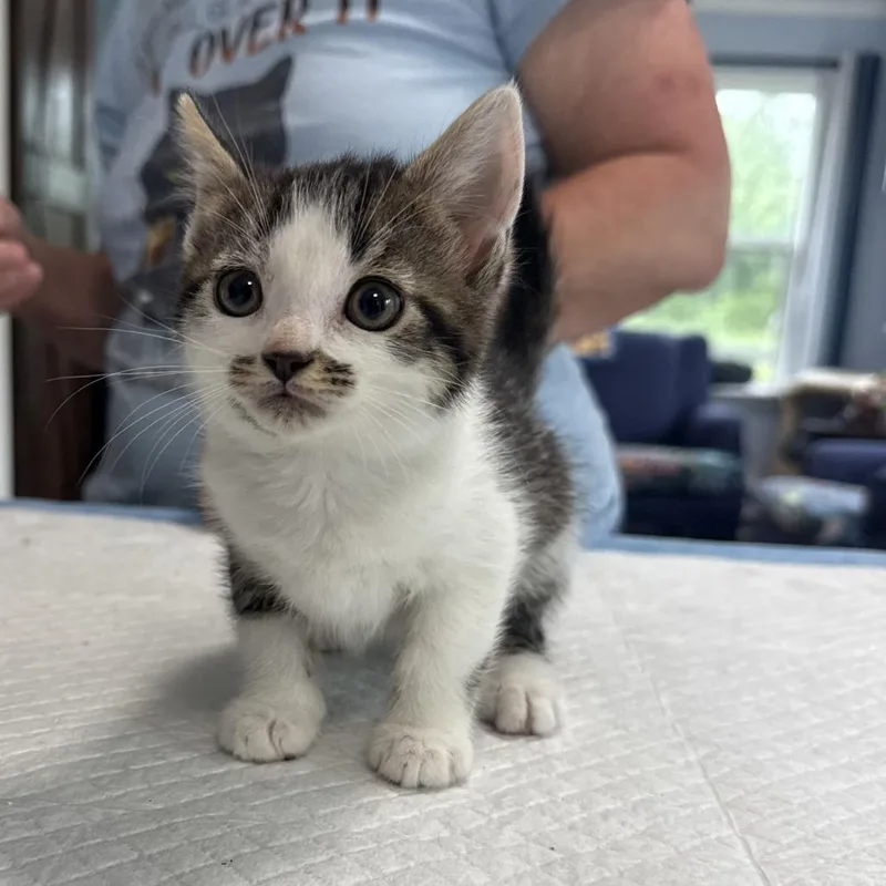 A baby small-sized female Brown / Chocolate Domestic Short Hair cat named Sesame Lansberry for adoption in Woodstock, VA