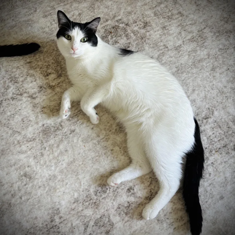 A young medium-sized male Black & White / Tuxedo Domestic Short Hair cat named Travis for adoption in Buffalo, NY
