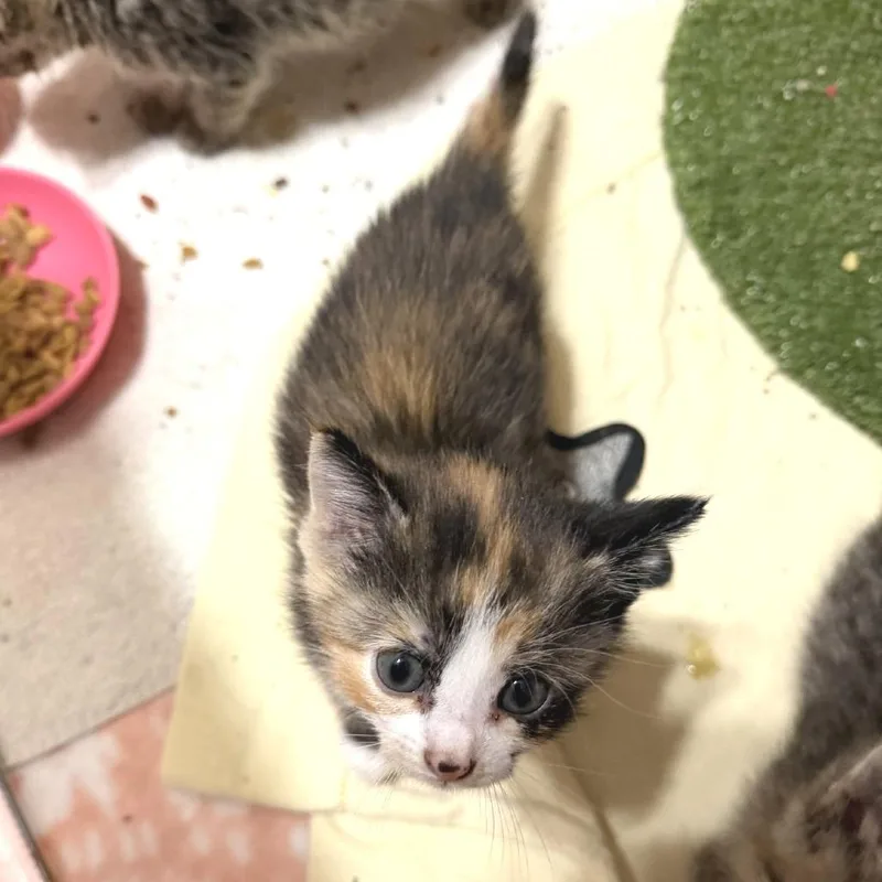 A baby small-sized female Tortoiseshell Domestic Short Hair cat named Bryn for adoption in Albert Lea, MN