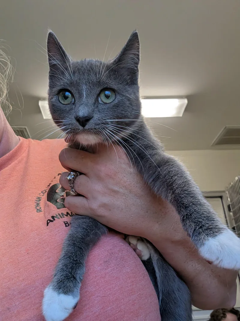 A baby medium-sized female Gray & White Domestic Short Hair cat named Darling for adoption in Salisbury, NC