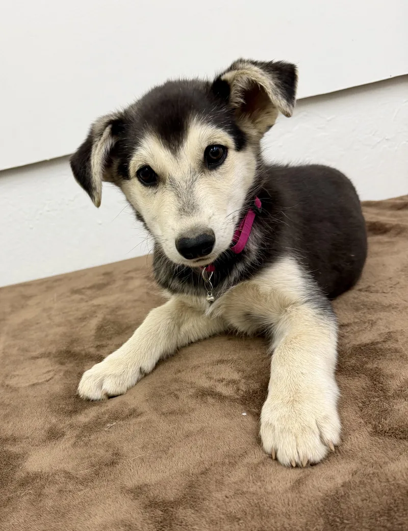 A baby large-sized female Black Husky dog named Bom bon for adoption in Sonora, CA