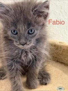 A baby large-sized male Turkish Angora cat named Fabio for adoption in Oakland Park, FL
