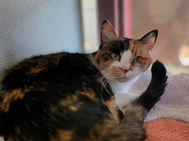A senior small-sized female Calico Domestic Short Hair cat named Daisy Mae for adoption in Raleigh, NC