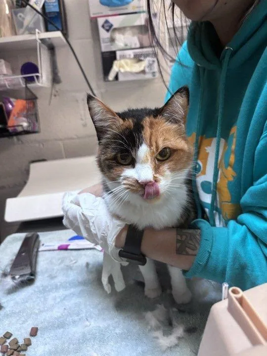 Daisy Mae thumbnail 2