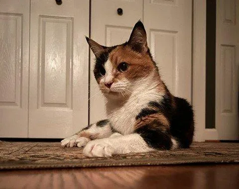 Daisy Mae thumbnail 4