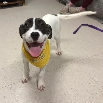 An adult large-sized female Shepherd dog named Deedee for adoption in Kansas City, MO
